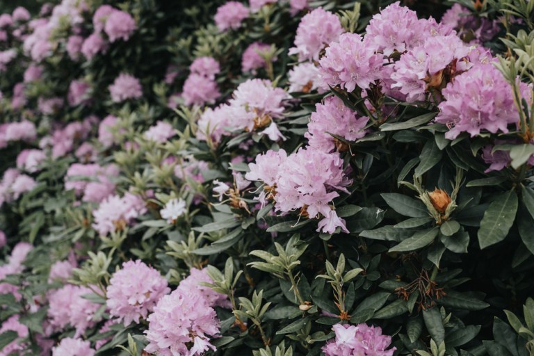 20250518TL_Zemst-in-Bloei_015