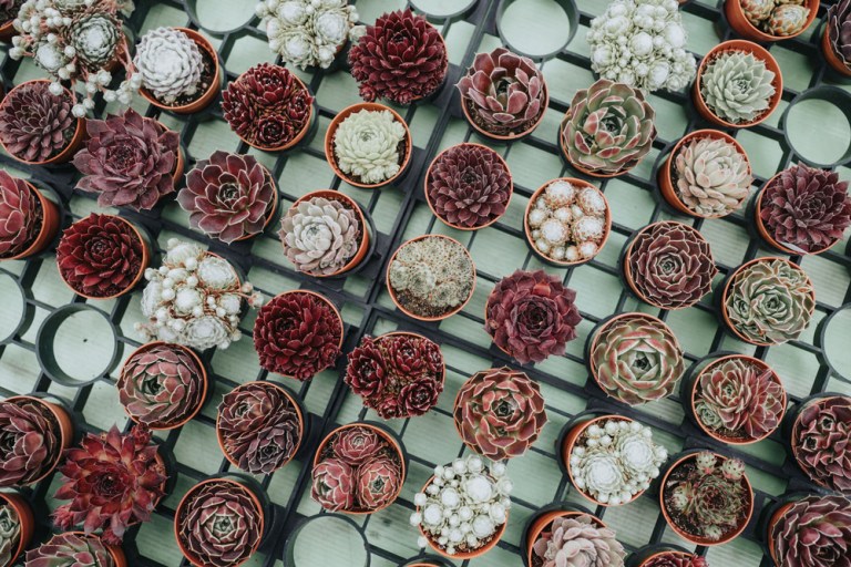 20250518TL_Zemst-in-Bloei_066